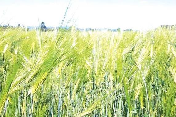 实皆省在新财政年度内将规划种植小麦作物10多万英亩
